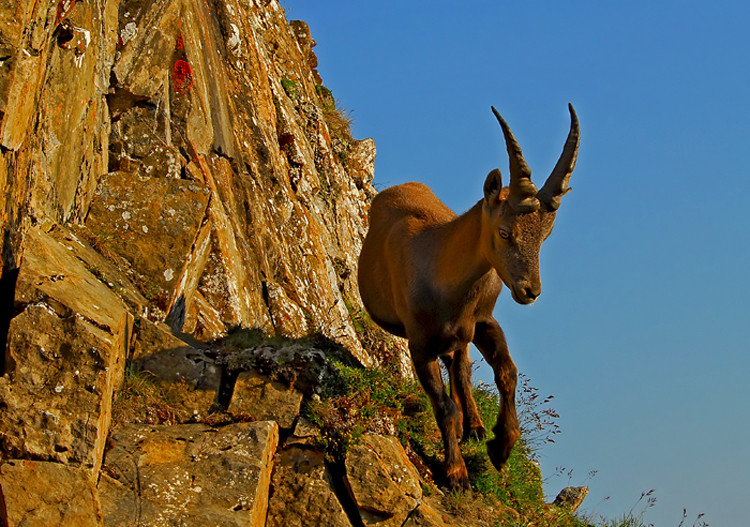 junger Steinbock