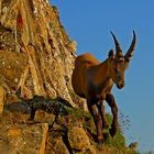 junger Steinbock