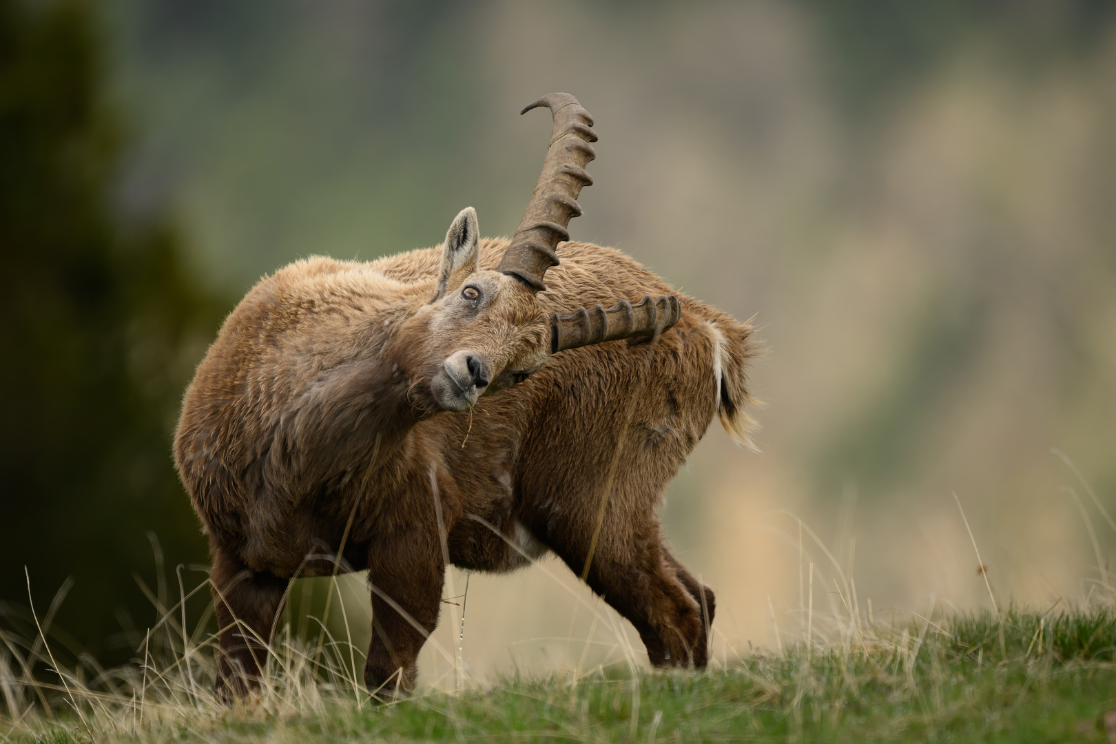 Junger Steinbock