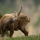 Junger Steinbock