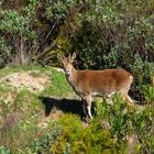 Junger Steinbock