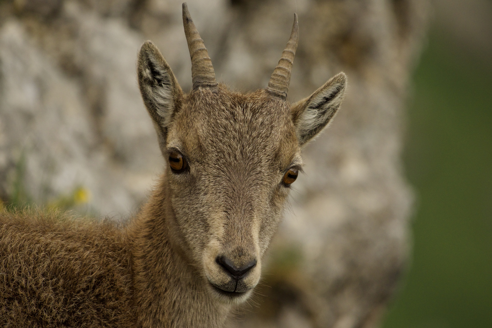 Junger Steinbock