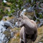 Junger Steinbock