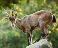 Junger Steinbock