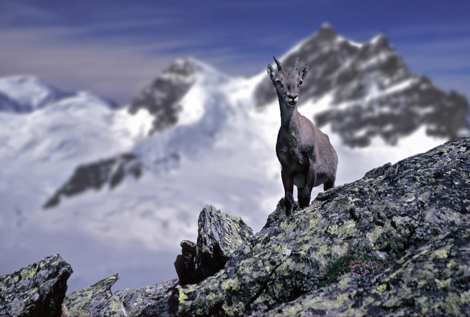 Junger Steinbock in den Schweizer Alpen....