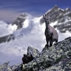 Junger Steinbock in den Schweizer Alpen....