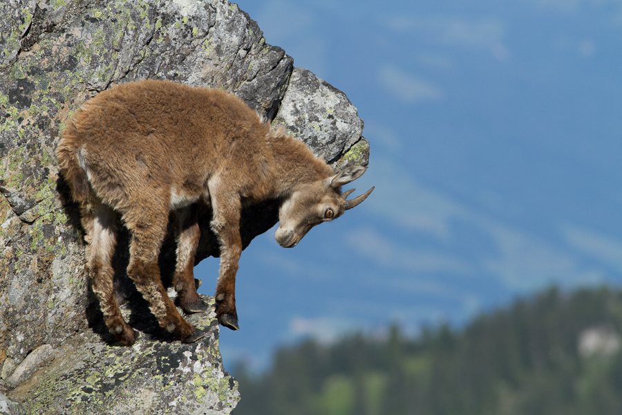 Junger Steinbock kurz vorm Sprung