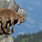 Junger Steinbock kurz vorm Sprung