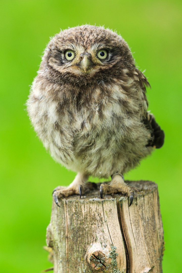 junger Steinkauz (Athene noctua)