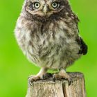 junger Steinkauz (Athene noctua)