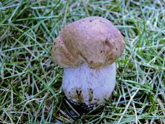 Junger Steinpilz (Boletus edulis)