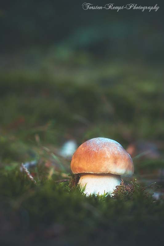 Junger Steinpilz ( Boletus edulis )