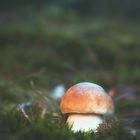 Junger Steinpilz ( Boletus edulis )