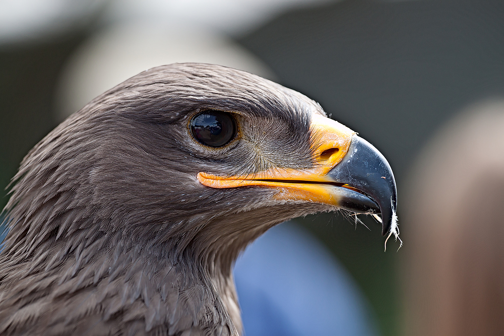 Junger Steppenadler