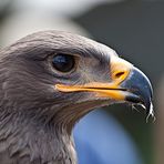 Junger Steppenadler