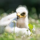 Junger Steppenadler entdeckt eine Kleeblüte 