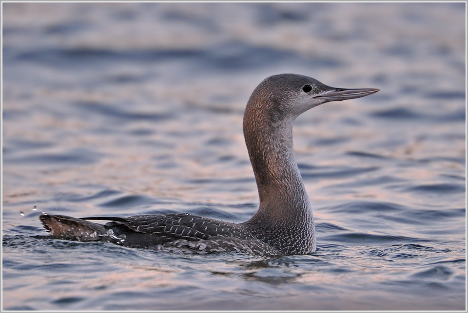 Junger Sterntaucher (wildlife)