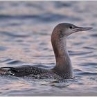 Junger Sterntaucher (wildlife)