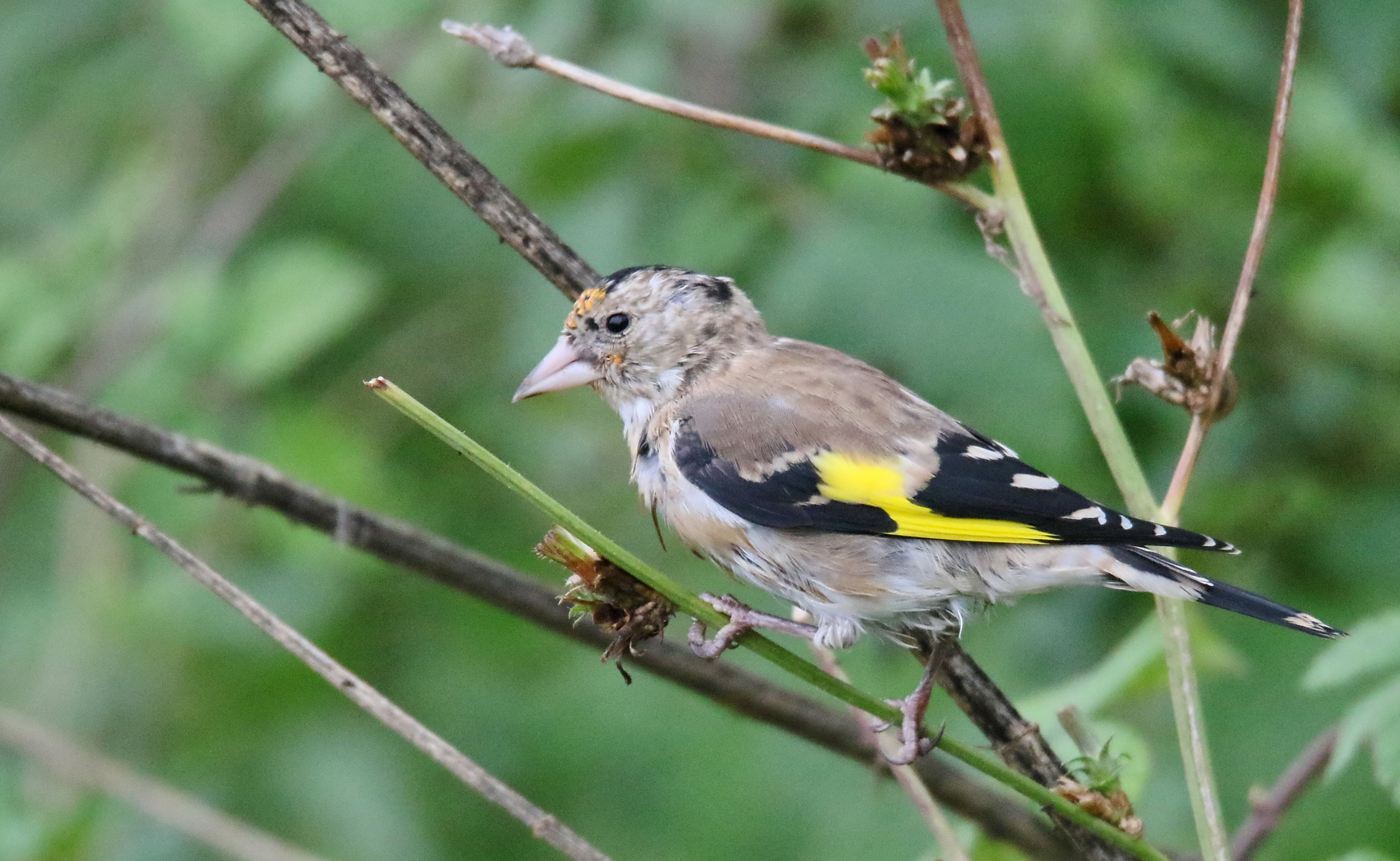 ...junger Stieglitz.... Foto & Bild tiere, wildlife, wild lebende
