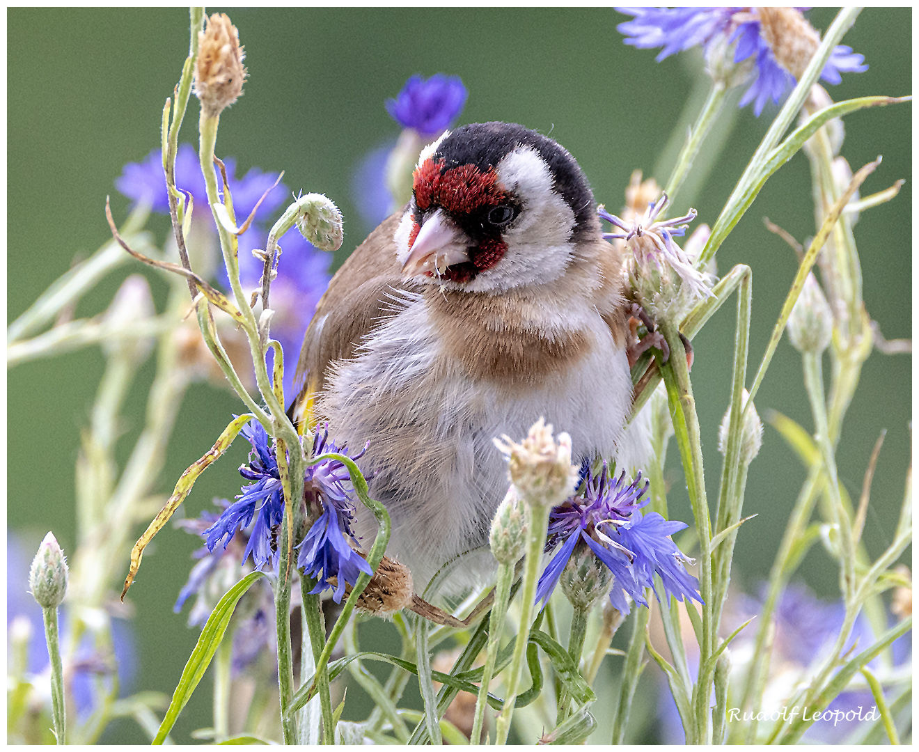 junger Stieglitz Foto & Bild tiere, wildlife, wild lebende vögel