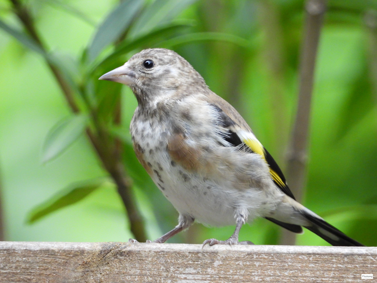 junger Stieglitz.. Foto & Bild tiere, wildlife, wild lebende