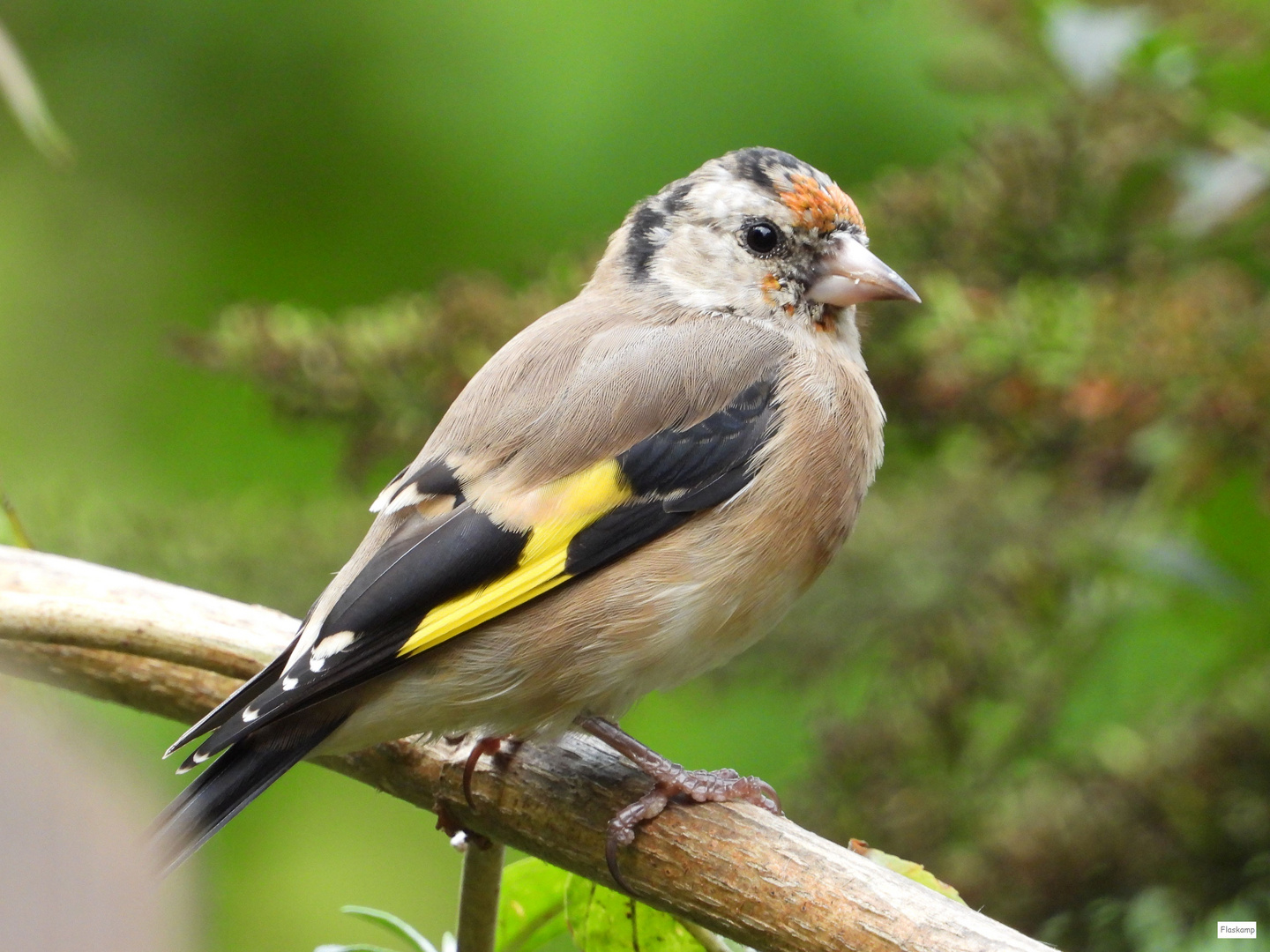 junger Stieglitz.. Foto & Bild tiere, wildlife, wild lebende