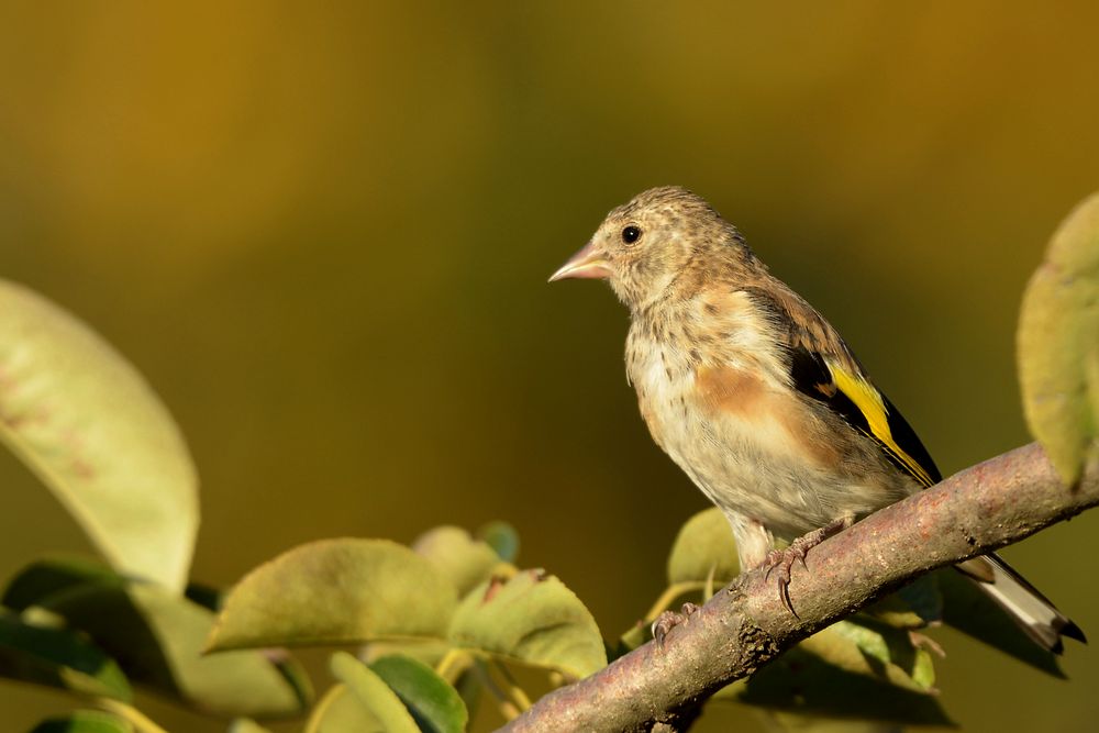 Junger Stieglitz Foto & Bild tiere, wildlife, wild lebende vögel