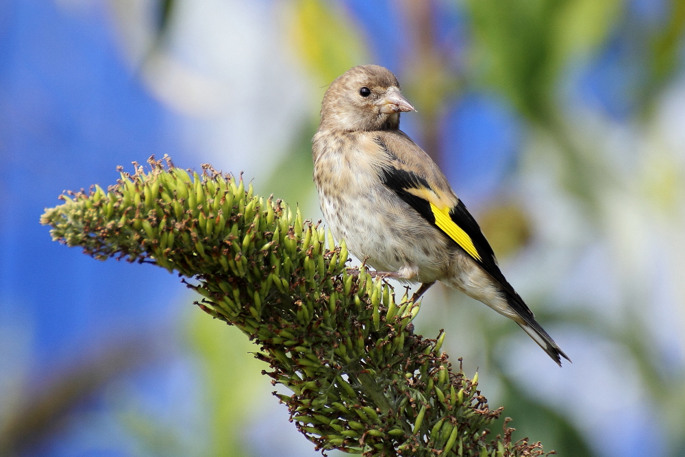 junger Stieglitz Foto & Bild tiere, wildlife, wild lebende vögel