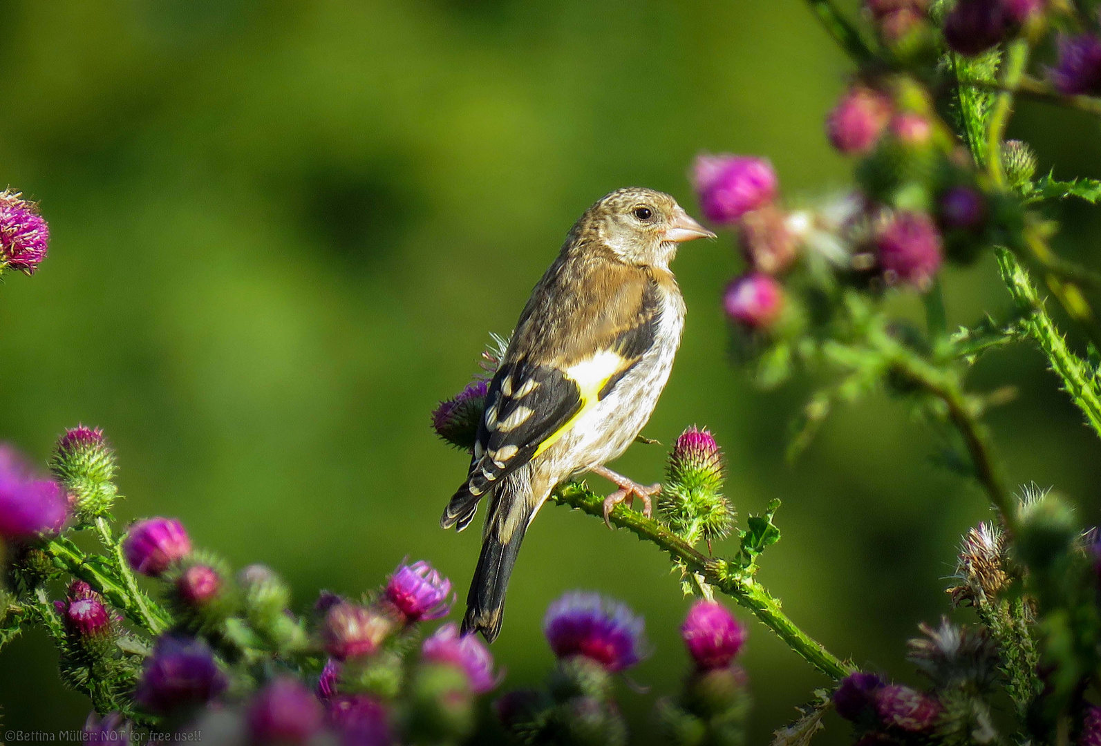 Junger Stieglitz - Carduelis carduelis