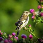 Junger Stieglitz - Carduelis carduelis