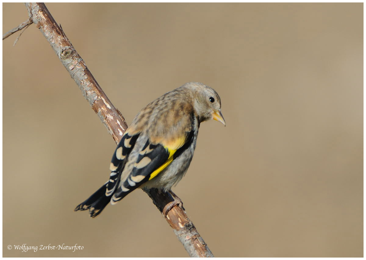 --- Junger Stieglitz ---   ( Carduelis carduelis )