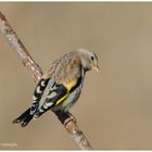 --- Junger Stieglitz ---   ( Carduelis carduelis )