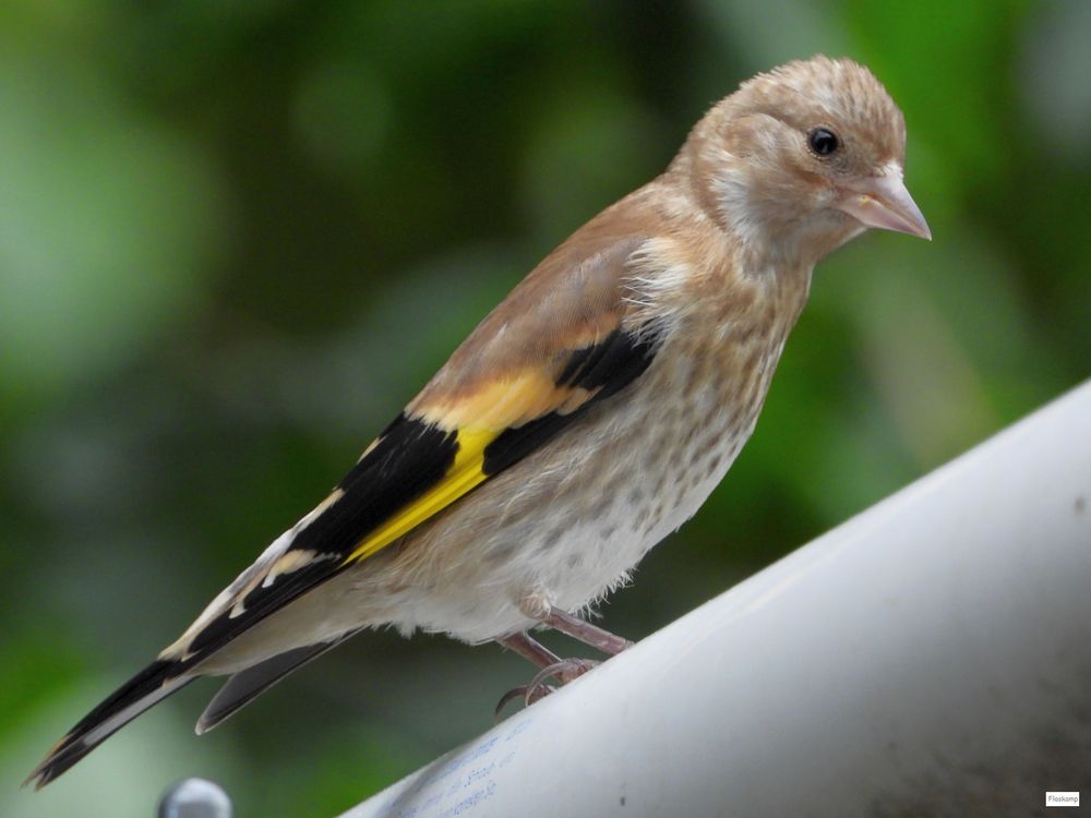 junger Stieglitz..diagonal Foto & Bild tiere, wildlife, wild