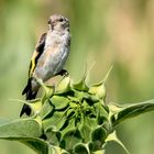 Junger Stieglitz im Sonnenblumenfeld