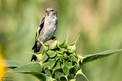 Junger Stieglitz im Sonnenblumenfeld