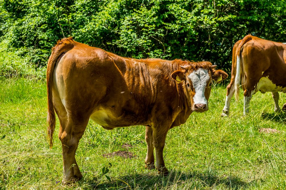 junger Stier