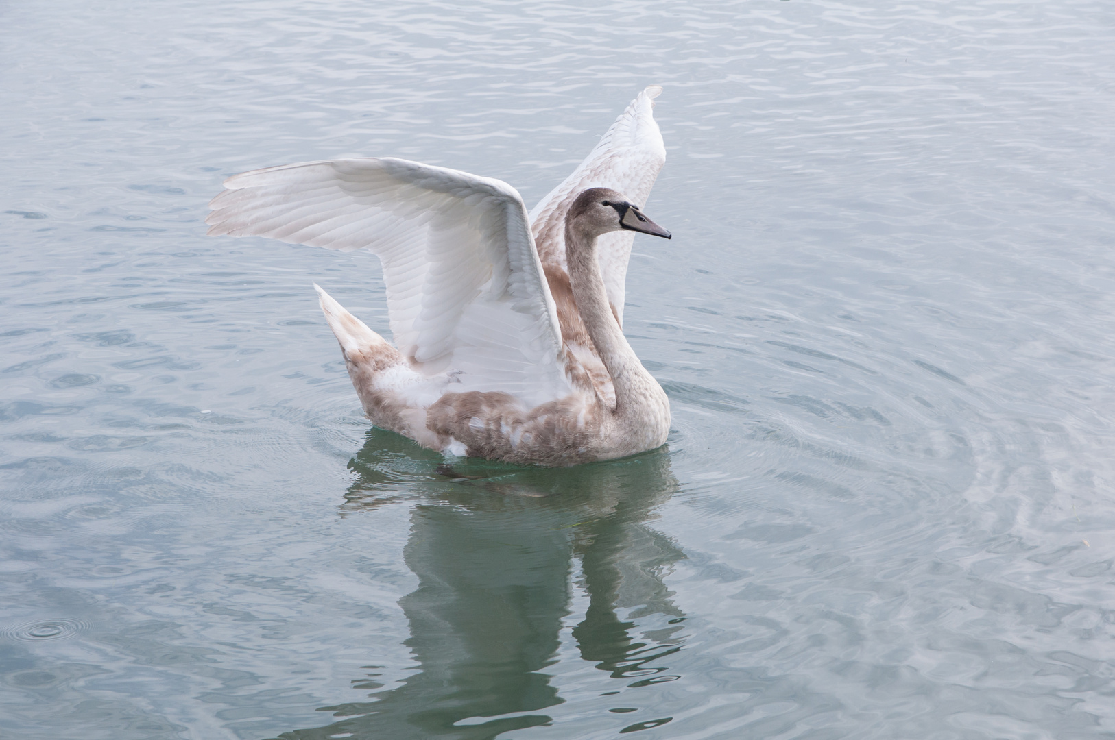 Junger stolzer Schwan