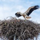 Junger Storch