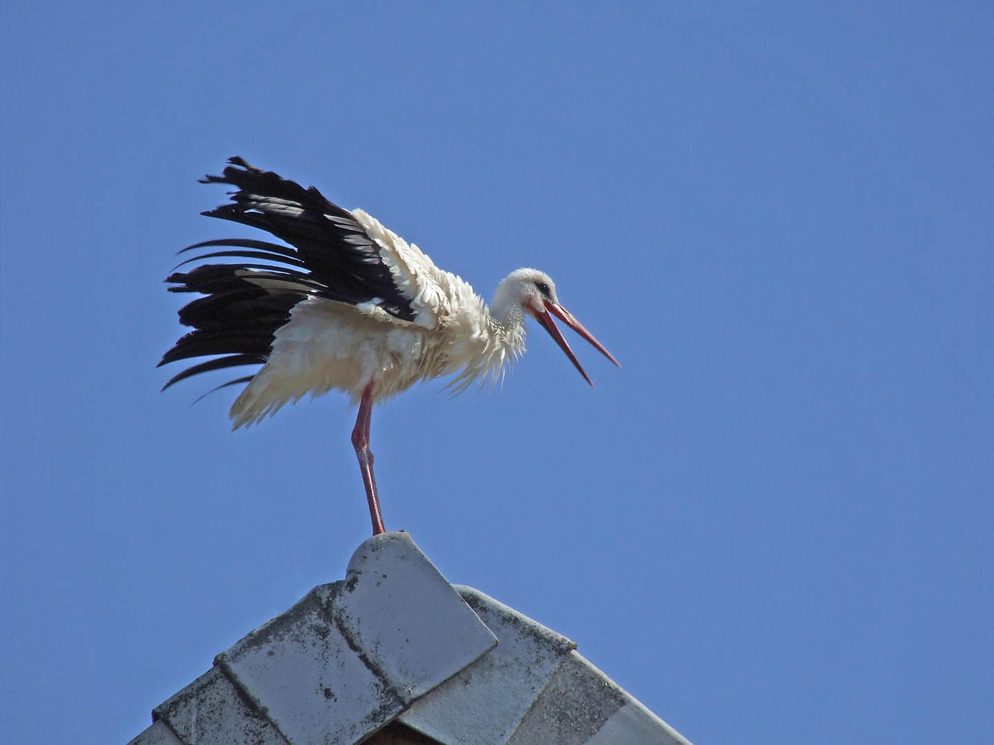 Junger Storch