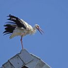 Junger Storch