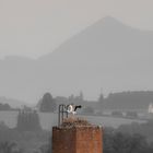 Junger Storch im Nest