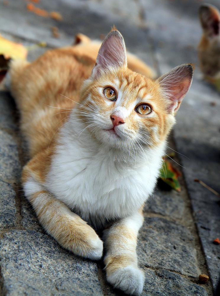 Junger Straßenkater in Side