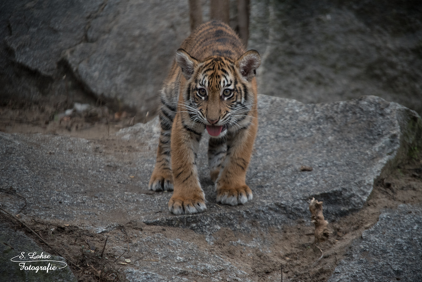 Junger Sumatratiger