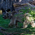 junger Syrischer Braunbär