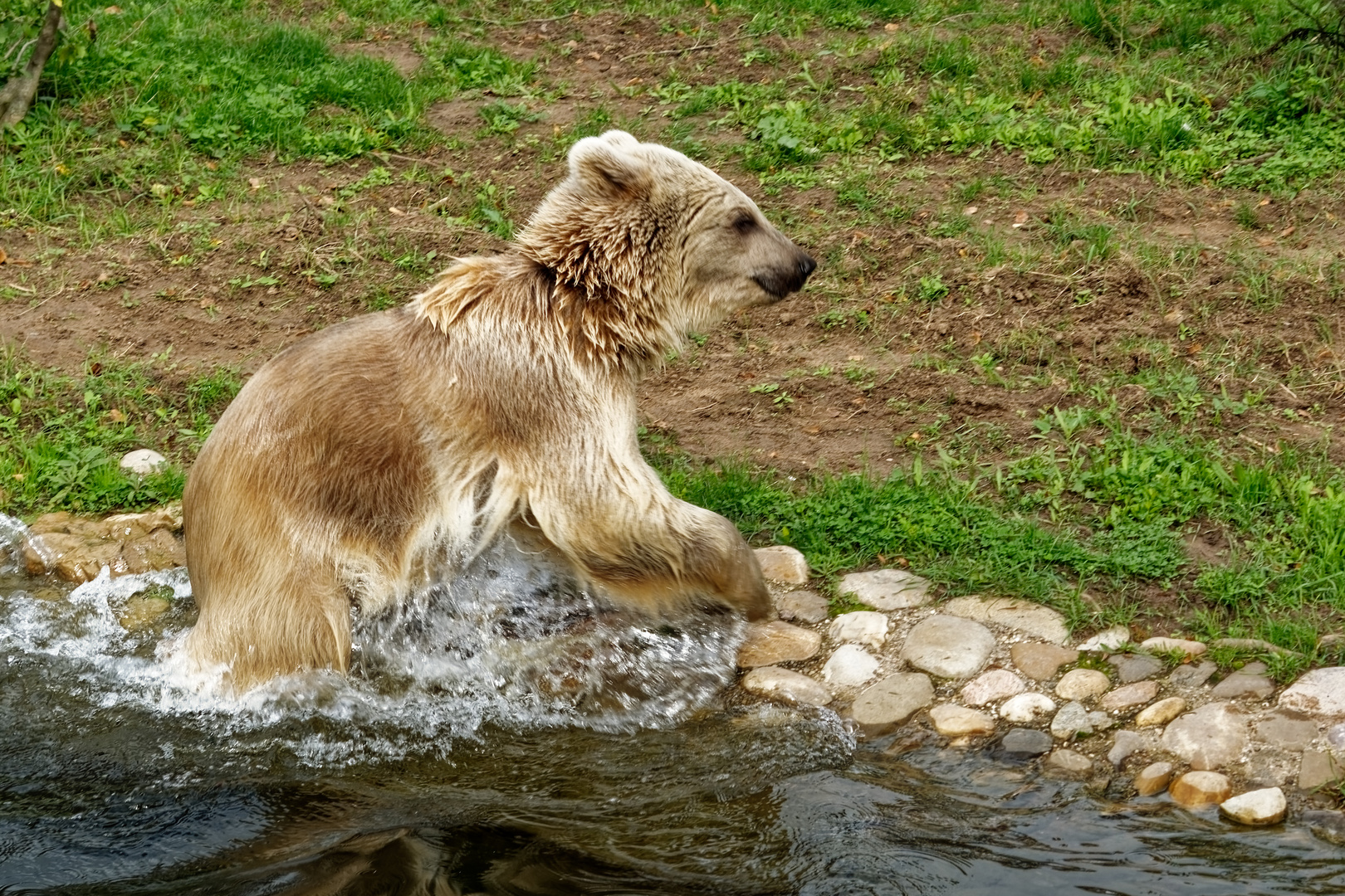 junger Syrischer Braunbär 