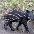 junger Tapir