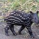 junger Tapir