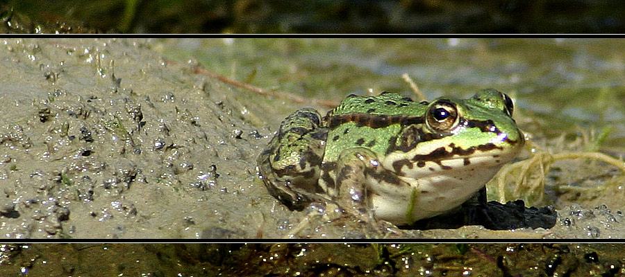 junger Teichfrosch