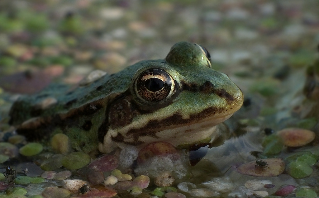 Junger Teichfrosch