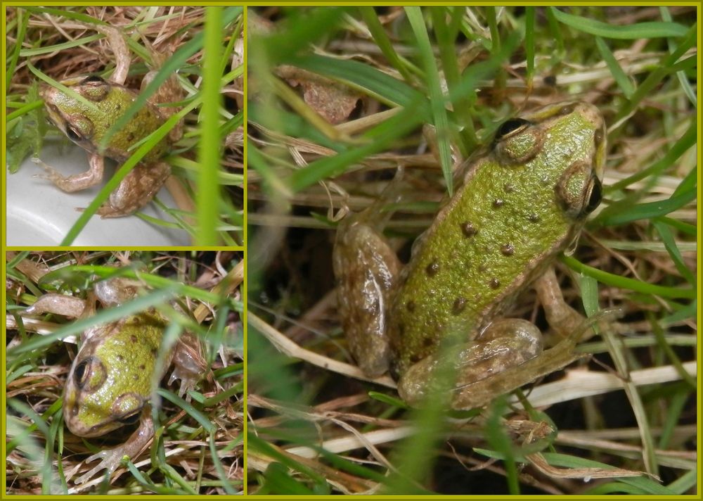 Junger Teichfrosch (Rana „esculenta“)